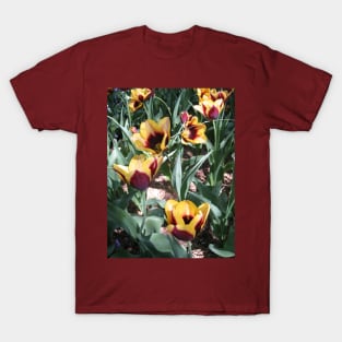 Tulip Time in Canberra Australia 14 T-Shirt